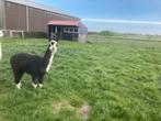 Mooi getekende alpaca merrie, Dieren en Toebehoren, Vrouwelijk, Voor 1 juli 2024