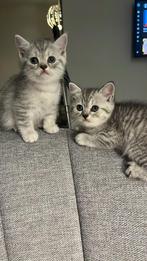 Britse korthaar kittens, Dieren en Toebehoren, Katten en Kittens | Raskatten | Korthaar, Meerdere dieren, Ontwormd, 0 tot 2 jaar