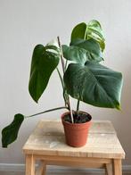 Monstera deliciosa variegata, Ophalen of Verzenden, Overige soorten, Minder dan 100 cm