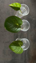 Stek Drakenklimop, Ophalen, Halfschaduw, Minder dan 100 cm