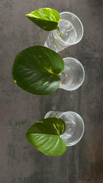 Stek Drakenklimop beschikbaar voor biedingen