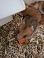 Jonge goudhamsters, Hamster, December, Vrouwelijk, Tam