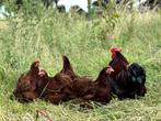Cochin kriel kippen rood, gesekst en ingeënt, Dieren en Toebehoren, Pluimvee, Vrouwelijk, Kip