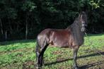 Ongelofelijke lieve en brave 8 jarige Friese merrie (Bente x, Dieren en Toebehoren, Paarden, Merrie, Gechipt, L, 7 tot 10 jaar