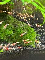 Caridina garnalen - Crystal Red - Pure Red Line, Kreeft, Krab of Garnaal, Zoetwatervis, Schoolvis