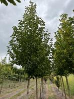 magnoliabomen te koop, Ophalen, Volle zon, Overige soorten