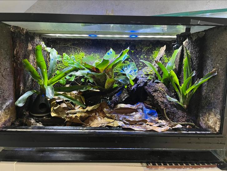 Terrarium/ paludarium, Dieren en Toebehoren, Reptielen en Amfibieën | Toebehoren, Zo goed als nieuw, Ophalen of Verzenden