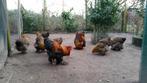 Diverse Broedeieren kriel en grote kippen rassen kip broedei, Dieren en Toebehoren, Pluimvee, Geslacht onbekend, Kip