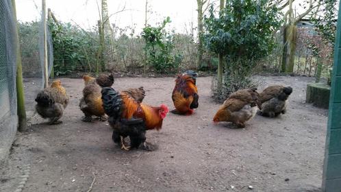 Diverse Broedeieren kriel en grote kippen rassen kip broedei, Dieren en Toebehoren, Pluimvee, Kip, Geslacht onbekend