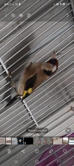 Kleine puter, Februari, Vrouwelijk, Overige typen, Tam