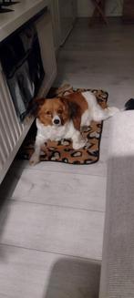 Kooiker, 6 jaar of ouder, Teef, Eén hond, Nederland