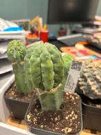 Myrillocactus glorp geen san Pedro, Huis en Inrichting, Kamerplanten, Ophalen of Verzenden