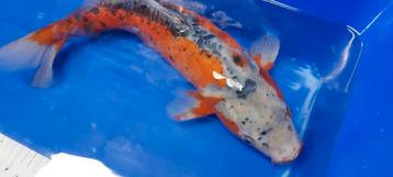 Hi -Shusui koi beschikbaar voor biedingen