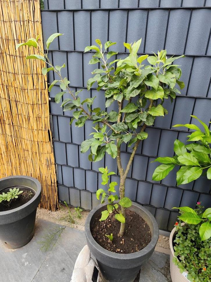 sierappel in planten bak, Tuin en Terras, Planten | Bomen, Overige soorten, Minder dan 100 cm, Halfschaduw, Zomer, In pot, Ophalen