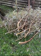 Gratis Wilgentakken / Wilgentenen, Ophalen, Overige soorten, Haag, 100 tot 250 cm