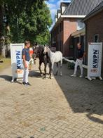 KWPN Weidemaatje of coachpaard, Dieren en Toebehoren, Paarden, Merrie, Zadelmak, 160 tot 165 cm, Recreatiepaard
