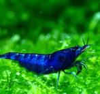 Neocaridina Blue Dream, Dieren en Toebehoren, Kreeft, Krab of Garnaal