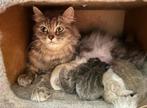 Siberische kittens, Meerdere dieren, Gechipt, 0 tot 2 jaar
