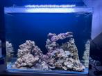 Blue marine120 Zoutwater (te ruil tegen zoetwater aquarium), Dieren en Toebehoren, Vis