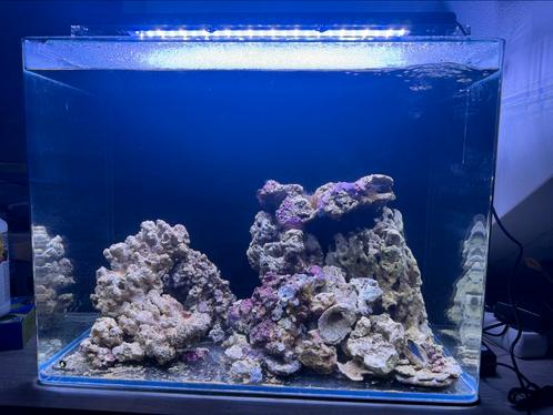 Blue marine120 Zoutwater (te ruil tegen zoetwater aquarium), Dieren en Toebehoren, Vissen | Aquariumvissen, Vis