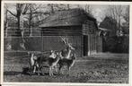 Zeist, Damherten in Zeister Dierenpark bij 't Jagershuys '37, Ophalen of Verzenden, 1920 tot 1940, Gelopen, Utrecht