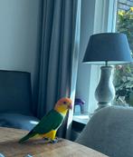 Caique roestkop papagaai, Dieren en Toebehoren, Geslacht onbekend, Papegaai, Geringd