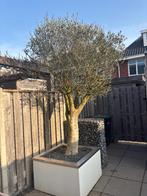 Olijfboom groot, Olijfboom, 250 tot 400 cm, Zomer, Ophalen