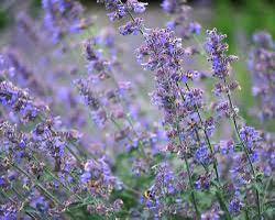 Nepata walker low | planten, Tuin en Terras, Planten | Tuinplanten, Volle zon, Zomer, Ophalen of Verzenden