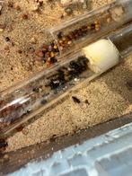 Messor barbarus mieren tekoop, Dieren en Toebehoren, Mieren