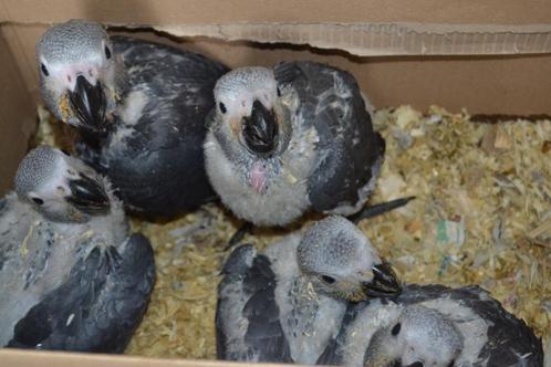 (over) parkieten-papegaaien-lori`s-pyrhurra`s enzenz., Dieren en Toebehoren, Vogels | Parkieten en Papegaaien