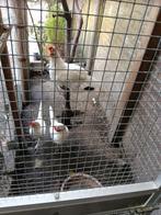 3 leghorns op te halen, Dieren en Toebehoren, Ophalen of Verzenden, Zo goed als nieuw, Hout, Vogelkooi
