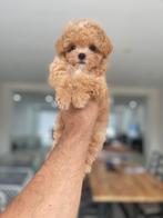Exclusieve MaltipooTeaCup pup(Azian Toy Poedel-Maltezer), Dieren en Toebehoren, Particulier, Rabiës (hondsdolheid), Overige rassen