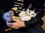 Superlief kitten Europese korthaar x Sneeuwbengaal te koop, Kater, Kortharig, 0 tot 2 jaar