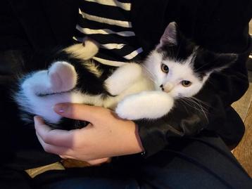 Superlief kitten Europese korthaar x Sneeuwbengaal te koop beschikbaar voor biedingen