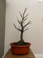 Bonsai Hollandse Linde, Tuin en Terras, Planten | Tuinplanten, Volle zon, Vaste plant, Bloeit niet, Ophalen