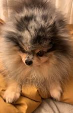Mooie kleine merle tan Pomeriaan dekreu - Pomeranian dekreu, Dieren en Toebehoren, Honden | Dekreuen, Particulier, Rabiës (hondsdolheid)