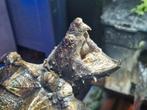 Alligator bijtschildpad macrochelys temminckii, Schildpad, 3 tot 6 jaar
