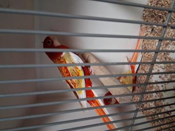 Rubino rosella's koppel en losse pop beschikbaar voor biedingen