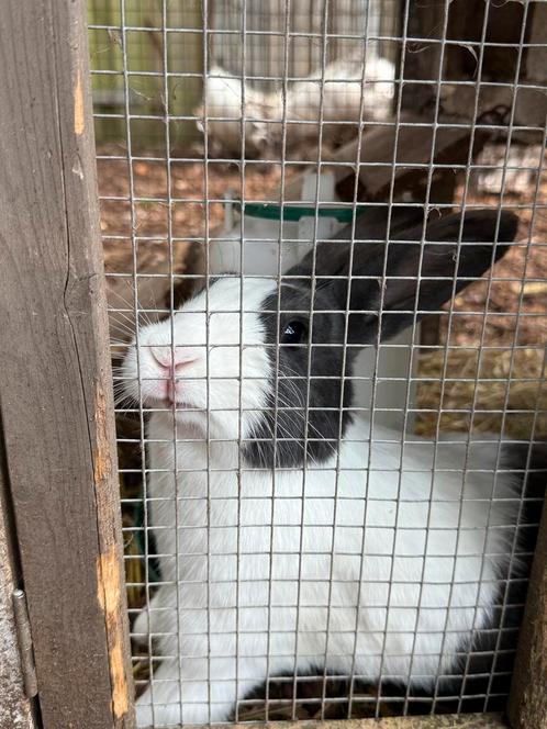 2 lieve konijntjes (Hollander) met gratis hok, Dieren en Toebehoren, Konijnen, Vrouwelijk