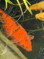 Koi Hi Utsuri 50 cm, Dieren en Toebehoren, Vissen | Vijvervissen, Karper of Koi