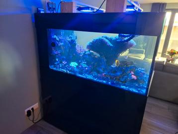 Compleet Peninsula zeeaquarium, 140x80x70 incl meubel beschikbaar voor biedingen