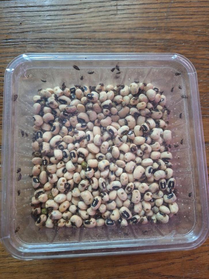 Bonenkevers Volle Doos 0.4 Liter bonen, Dieren en Toebehoren, Insecten en Spinnen, Overige soorten