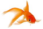 Import Komeetstaart Goudvis - 7 / 10 cm - Koidream Valburg, Goudvis(sen)