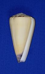 schelpen, Conus virgo, Ophalen of Verzenden, Schelp(en)