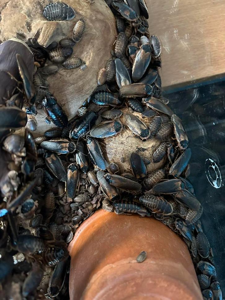 Dubia kakkerlakken (voedseldieren), Dieren en Toebehoren, Insecten en Spinnen, Overige soorten