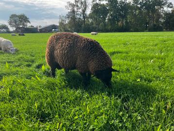 Noordhollander dekram beschikbaar voor biedingen