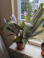Plant, Ophalen, Overige soorten, Minder dan 100 cm