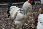 5 brahma kippen en 1 haan, Dieren en Toebehoren, Pluimvee, Meerdere dieren, Kip