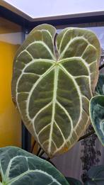 Anthurium noid x crystallinum zaailingen, Huis en Inrichting, Kamerplanten, Overige soorten, Minder dan 100 cm, Ophalen of Verzenden