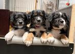Prachtige pups te koop!!!, 8 tot 15 weken, Parvo, Meerdere, Meerdere dieren
